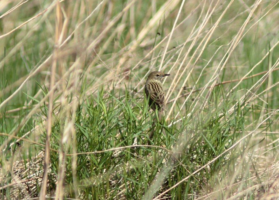 Пруд Ряска Болотная