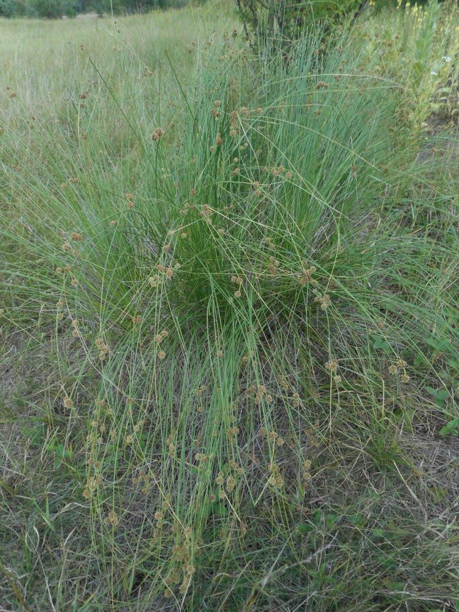 Осока топяная