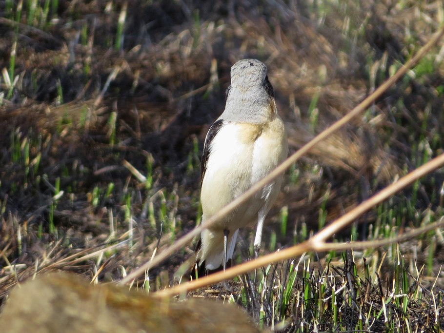 Каменка обыкновенная (oenanthe oenanthe