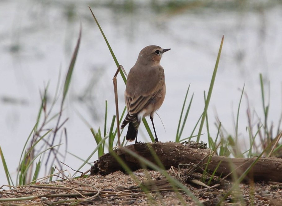 Каменка плясунья птица