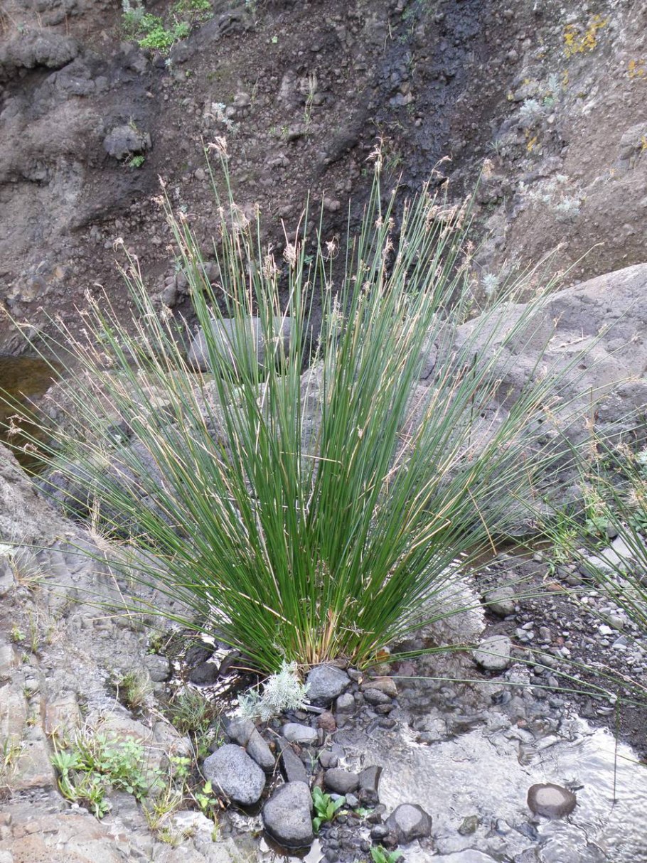 Камышевник обыкновенный