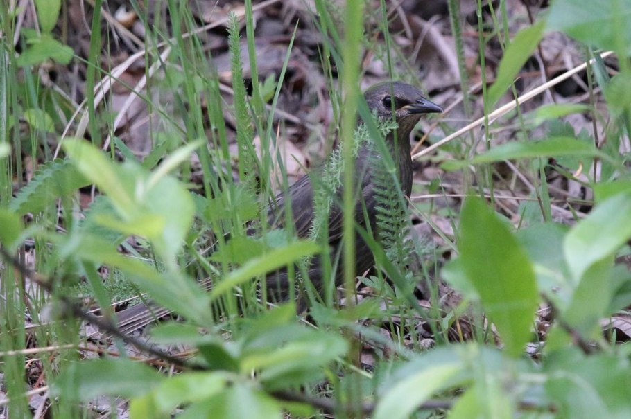 Обыкновенная кукушка