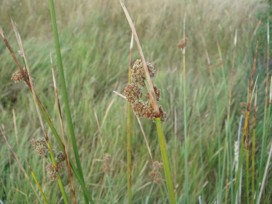 Осока Scirpus californicus
