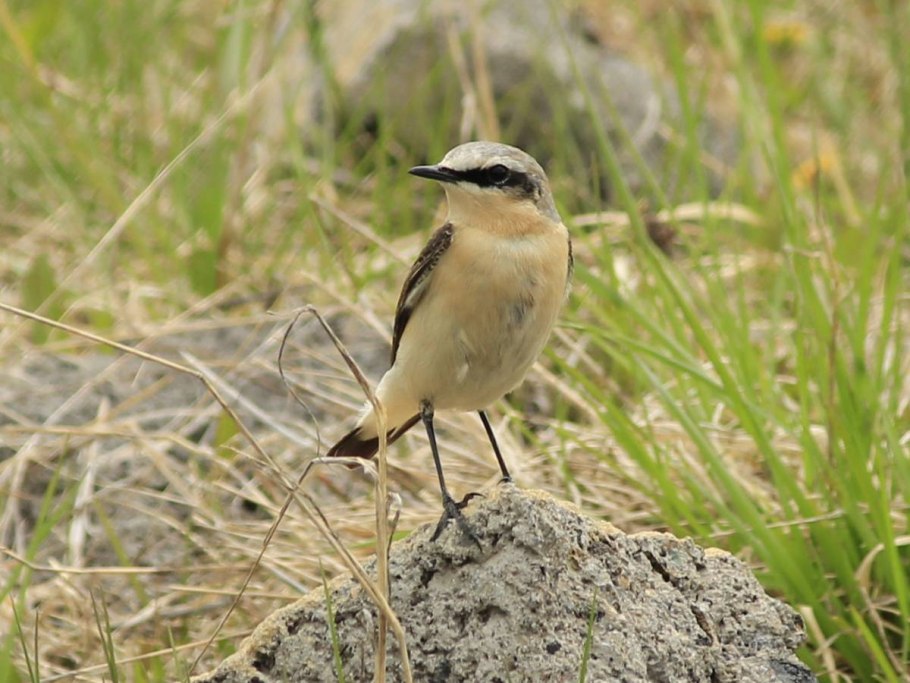 Обыкновенная каменка