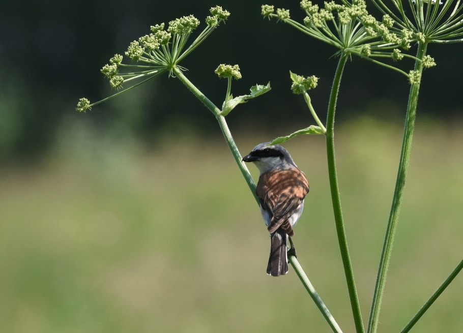 Обыкновенный жулан