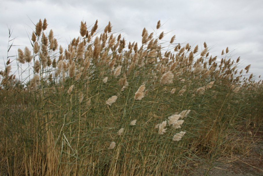 Камышник растение