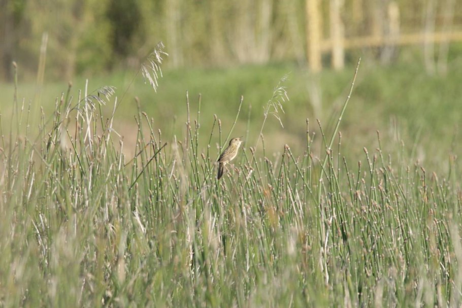 Меч-трава обыкновенная - Cladium mariscus