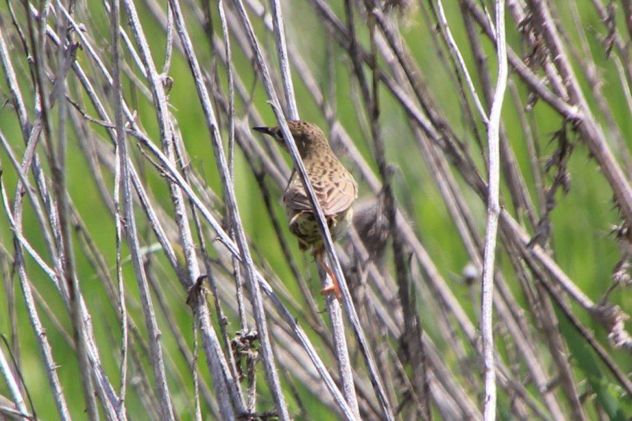Обыкновенный сверчок