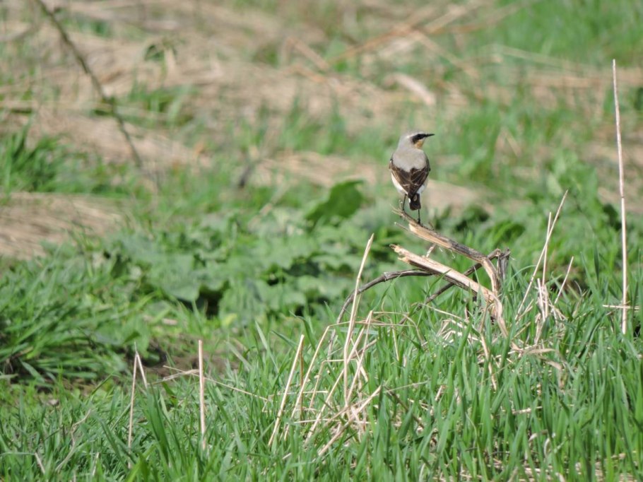 Каменка птица слеток
