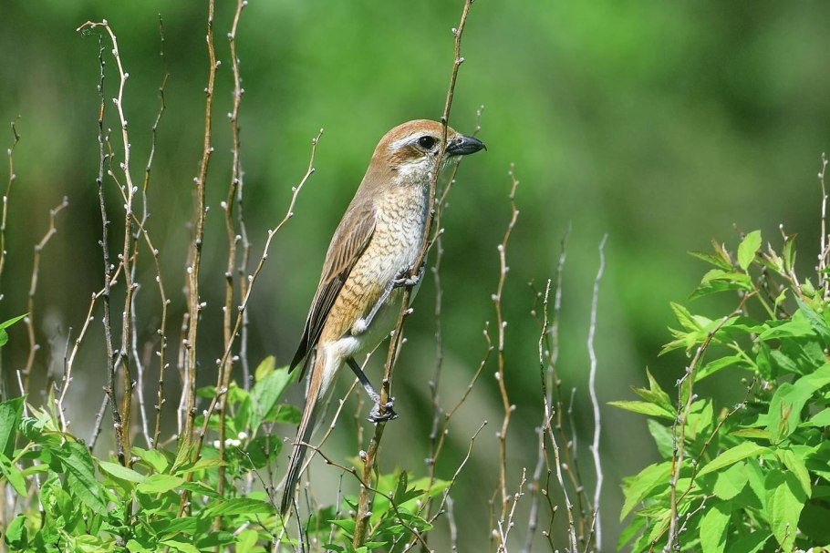 Brown shrike lanius cristatus