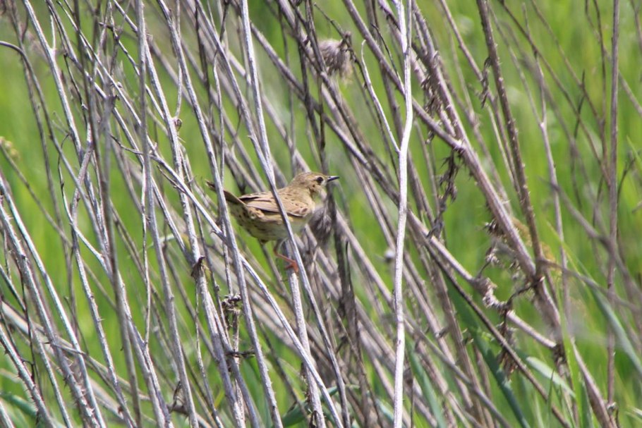 Камыш рогоз Осока