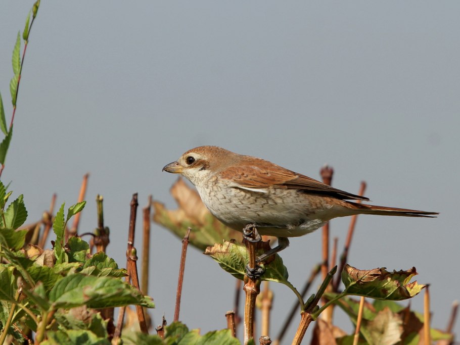 Сорокопут жулан птица