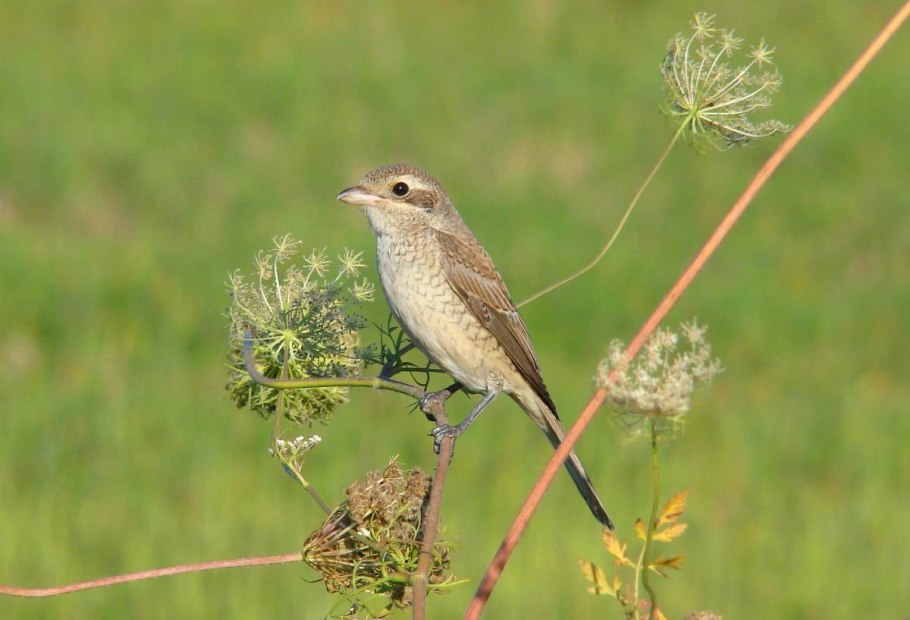 Жулан обыкновенный