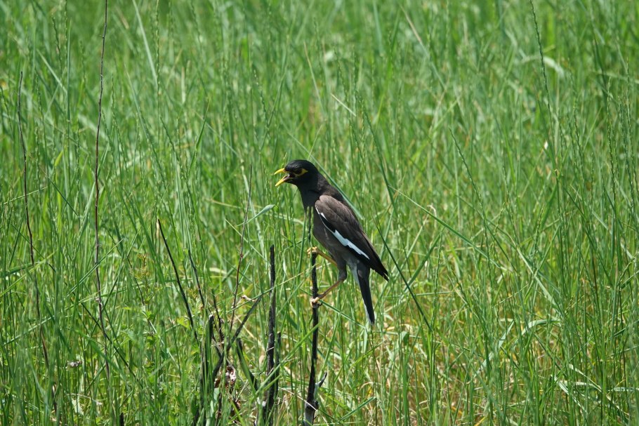 АИР обыкновенный корневища