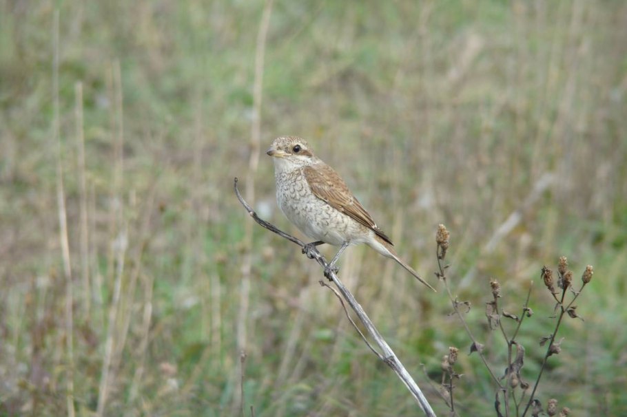 Сорокопут жулан
