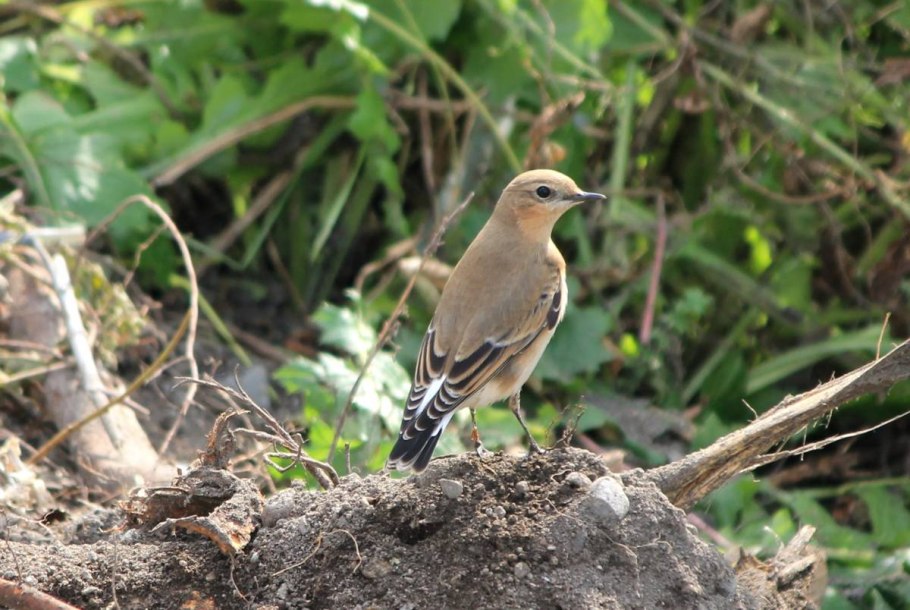 Каменка обыкновенная птица