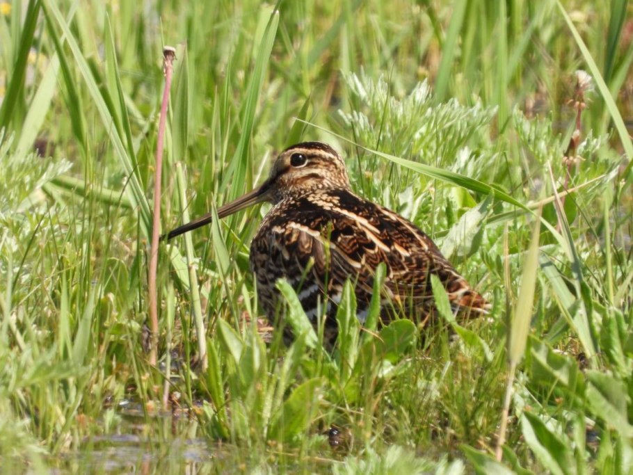 Бекас долгонос