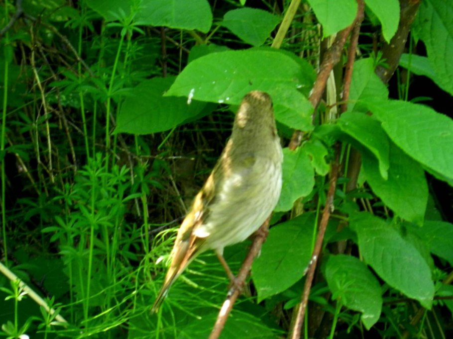 Соловей птица