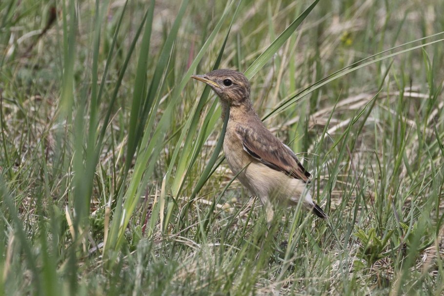 Где обитает Каменка обыкновенная в Челябинской области