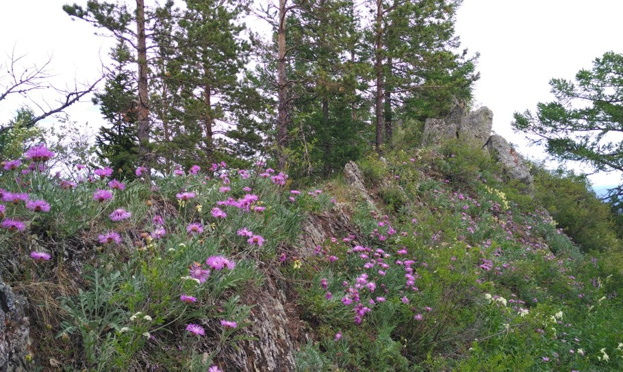 Плосконожка обыкновенная Стрекоза