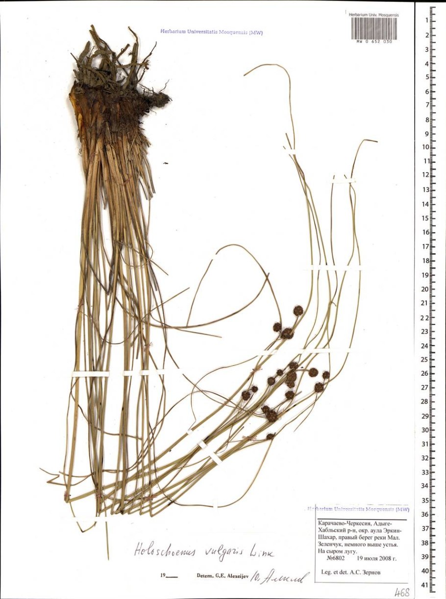 Болотный ивняк