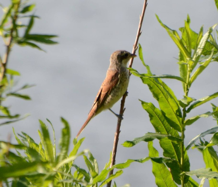 Обыкновенный жулан в полёте