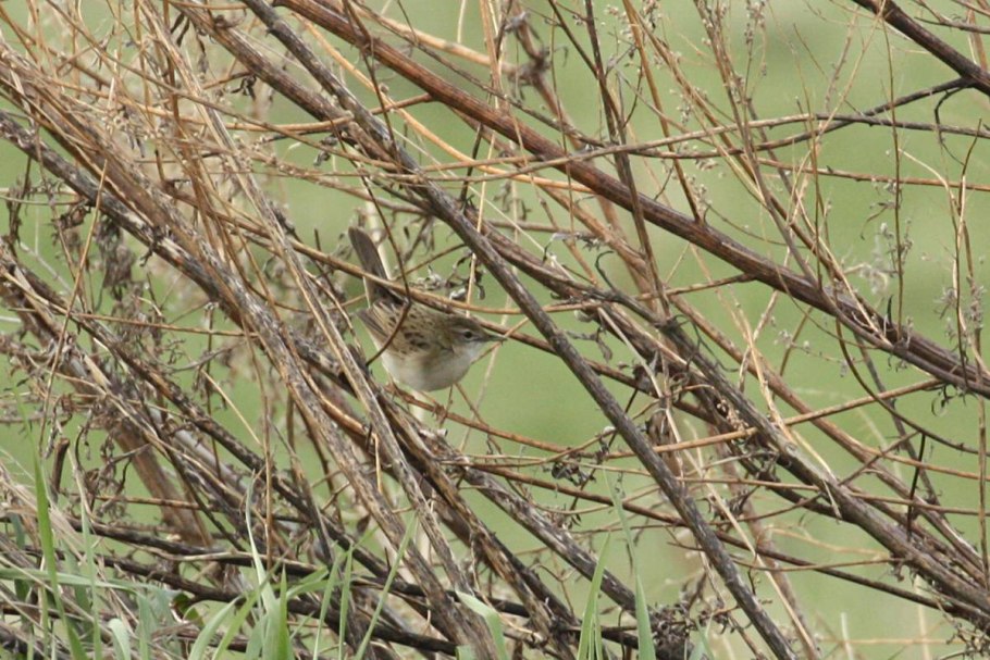 Locustella certhiola