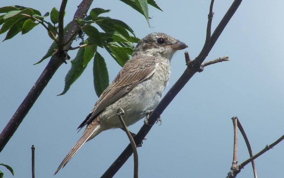 Сорокопут жулан самка