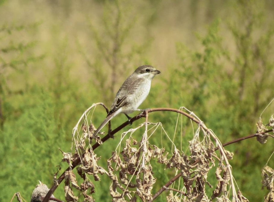 Сорокопут жулан обыкновенный