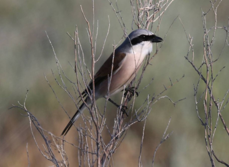 Сорокопут обыкновенный