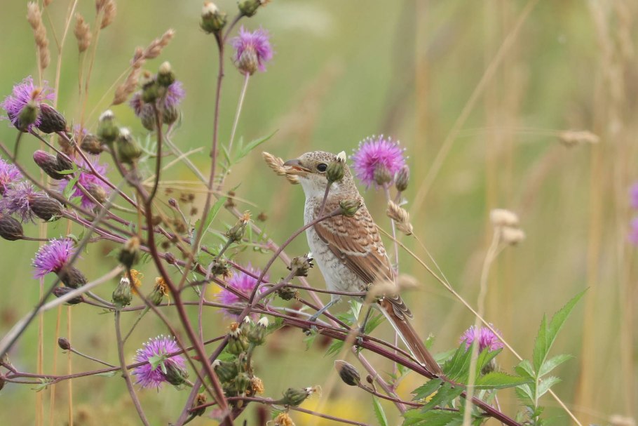 Жуланчик птица