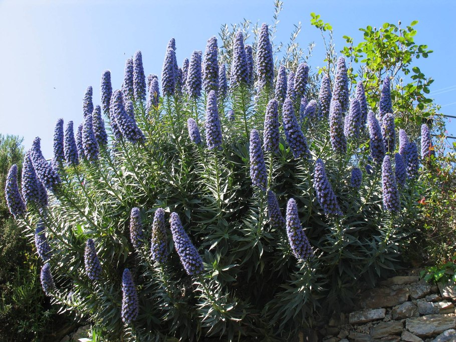 Эхиум белеющий - Echium candicans