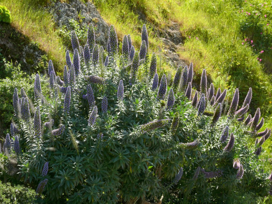 Echium fastuosum