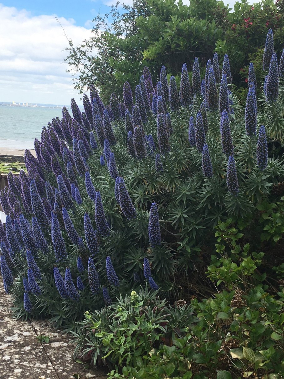 Мадейра Echium fastuosum