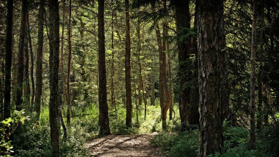 Сосновый лес