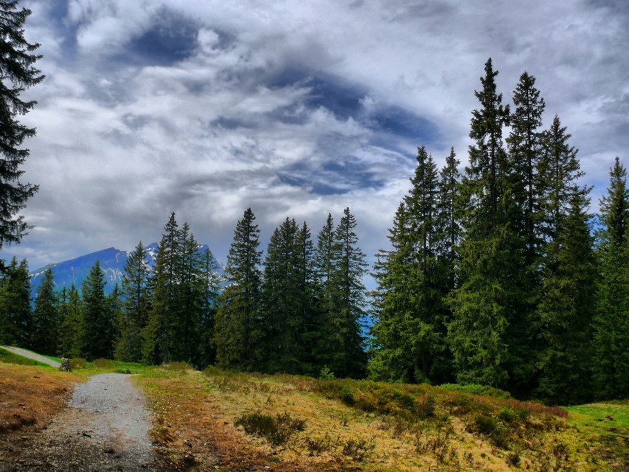 Равнинный хвойный лес