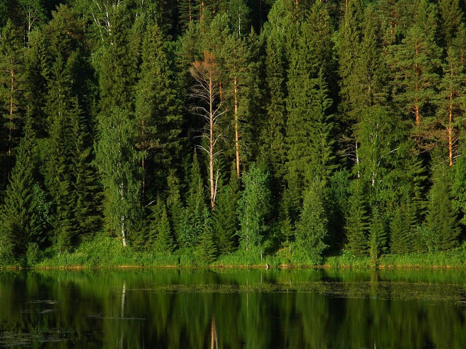 Березово-еловые леса Пермский край