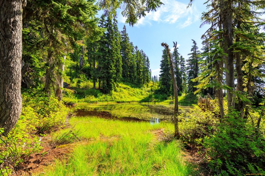 Красивый лес