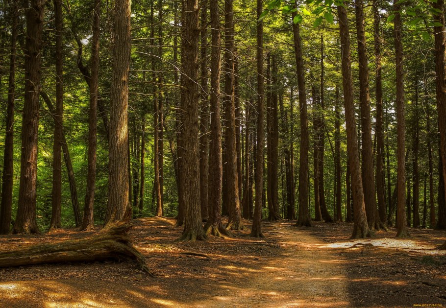 Осиновый лес