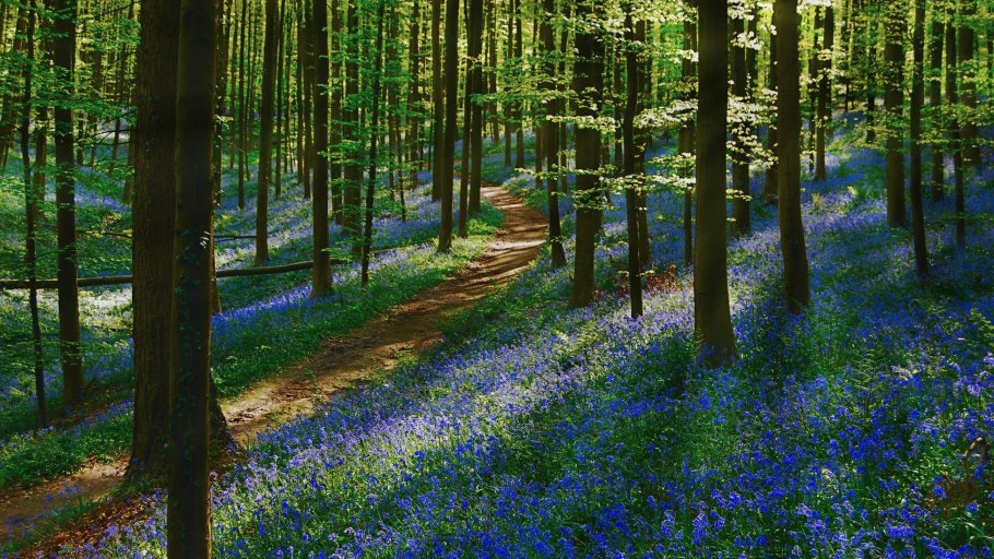 Сказочный лес Халлербос Бельгия