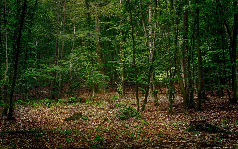 Хвойный лес Ставропольского края