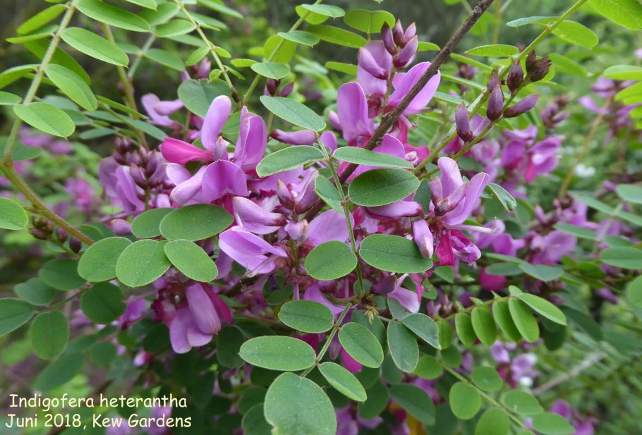 Indigofera tinctoria