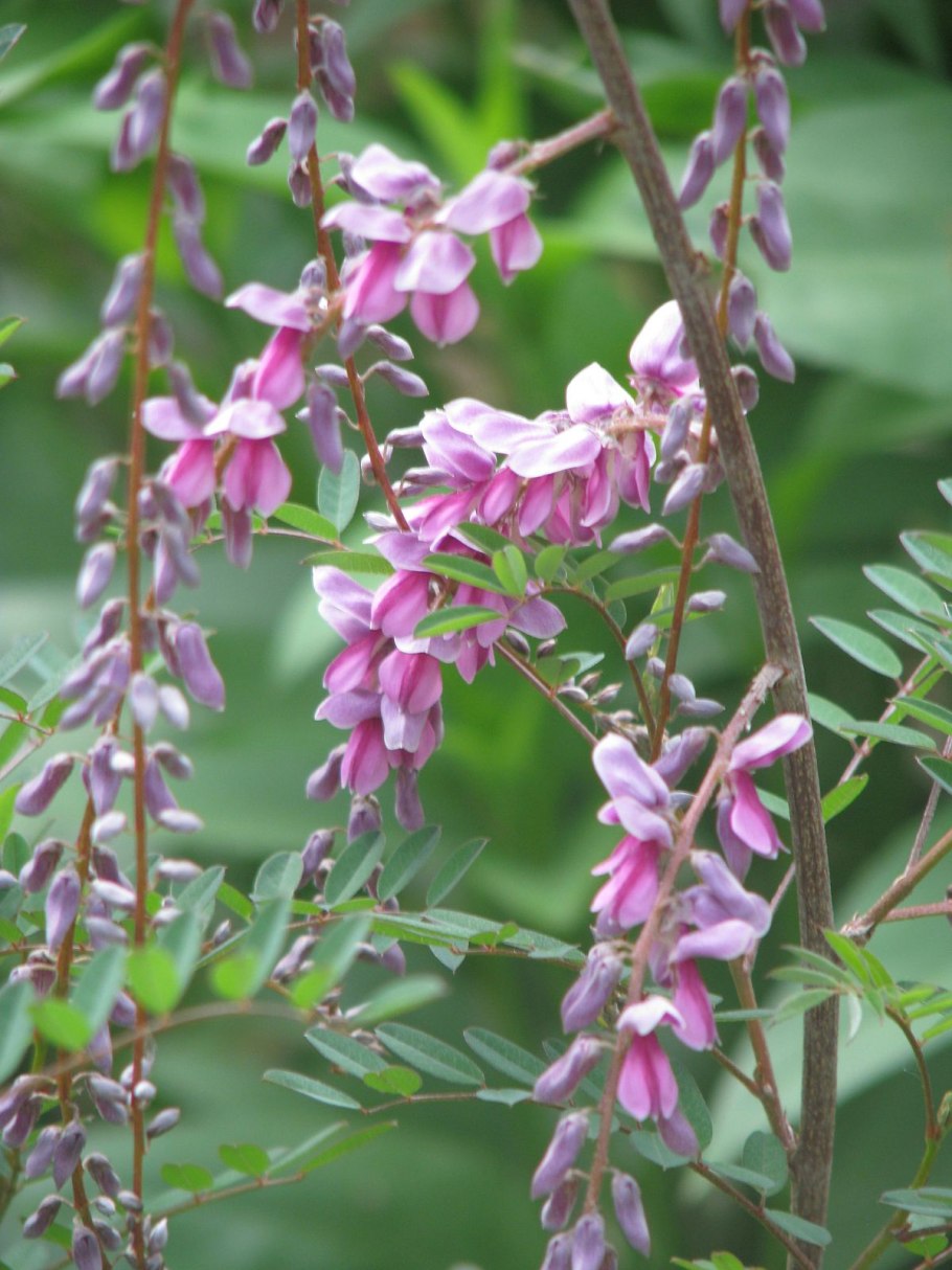 Indigofera amblyantha