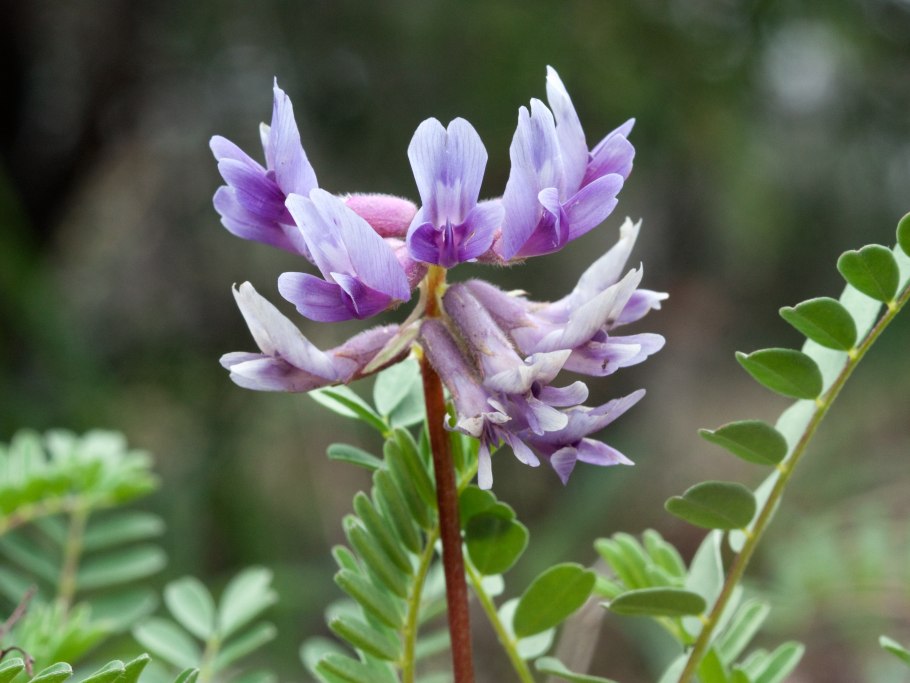Растения Indigofera tinctoria,