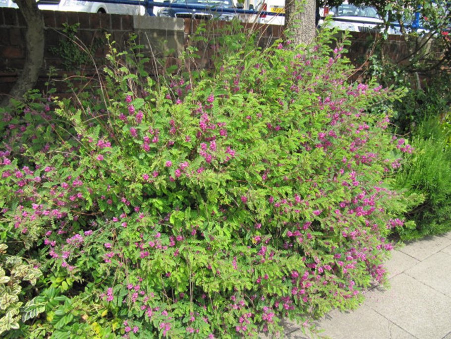 Indigofera tinctoria