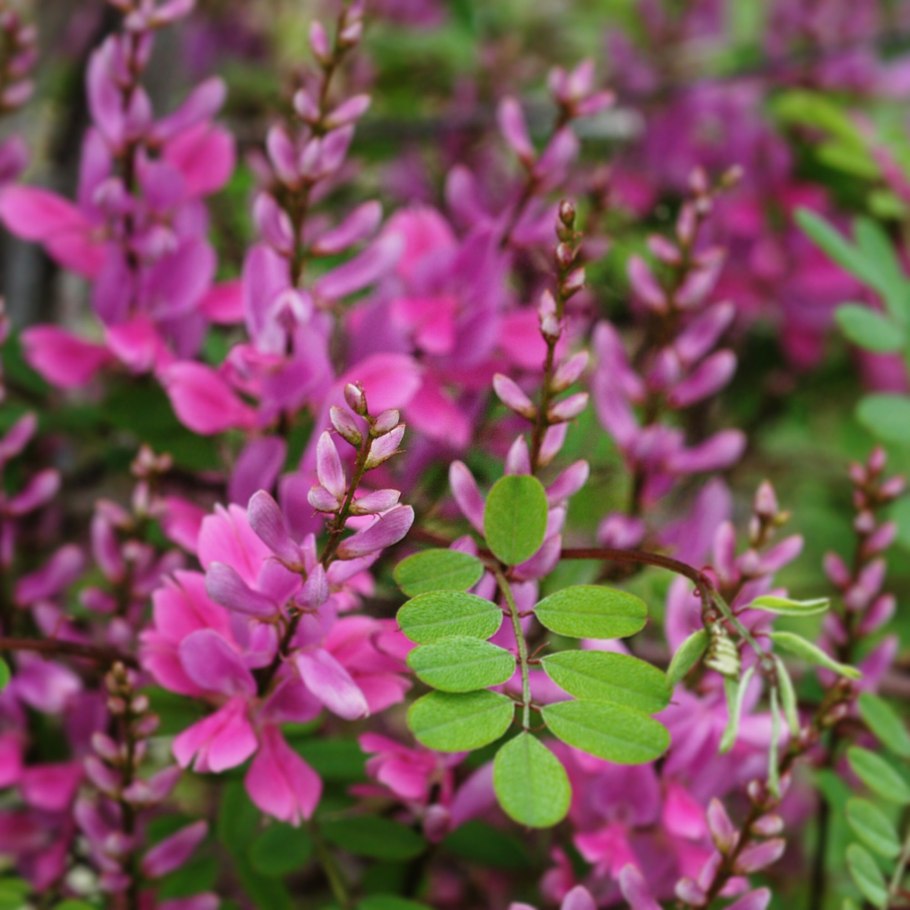 Растения Indigofera tinctoria,