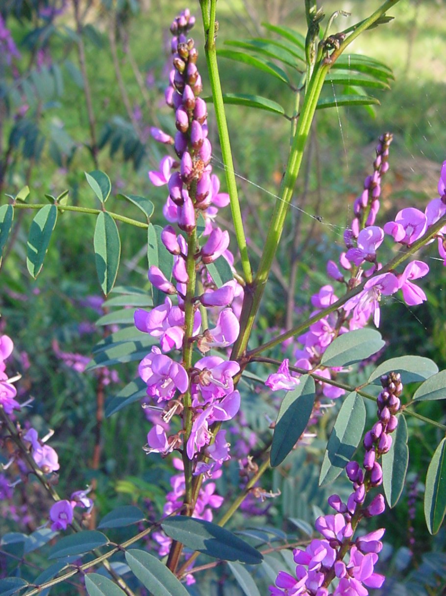 Индигофера полукустарниковая Indigofera suffruticosa