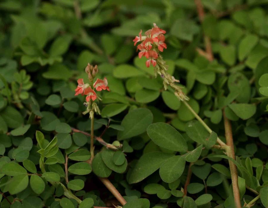Indigofera heterantha