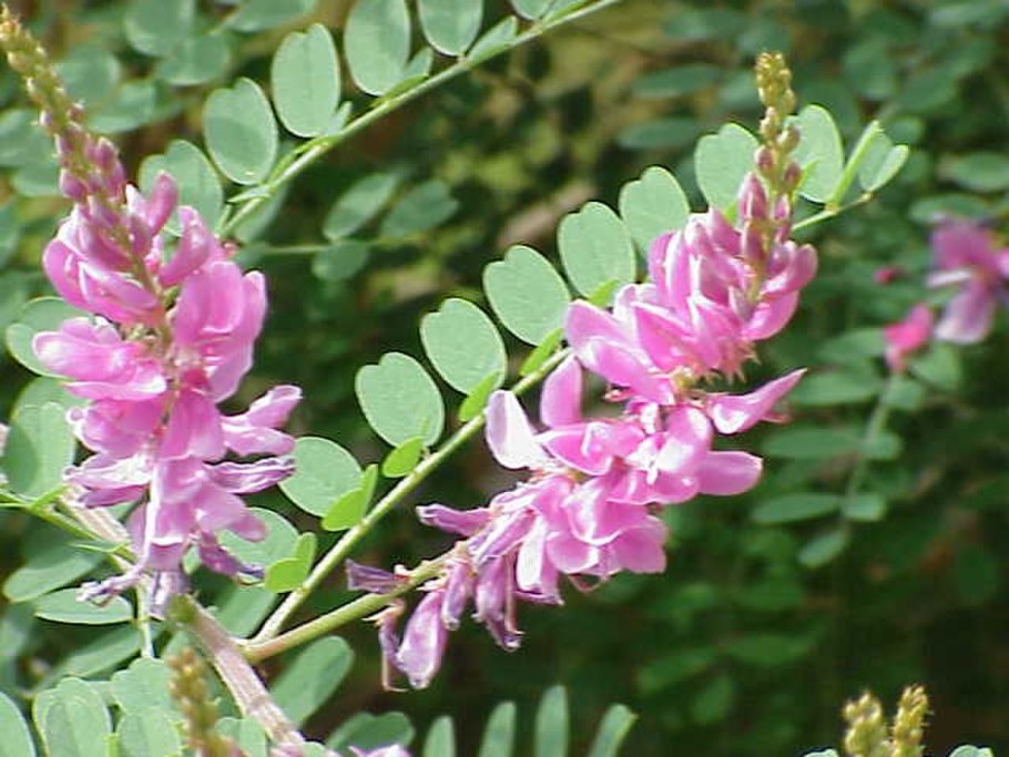Индигофера Кириллова (Indigofera kirilowii) p9