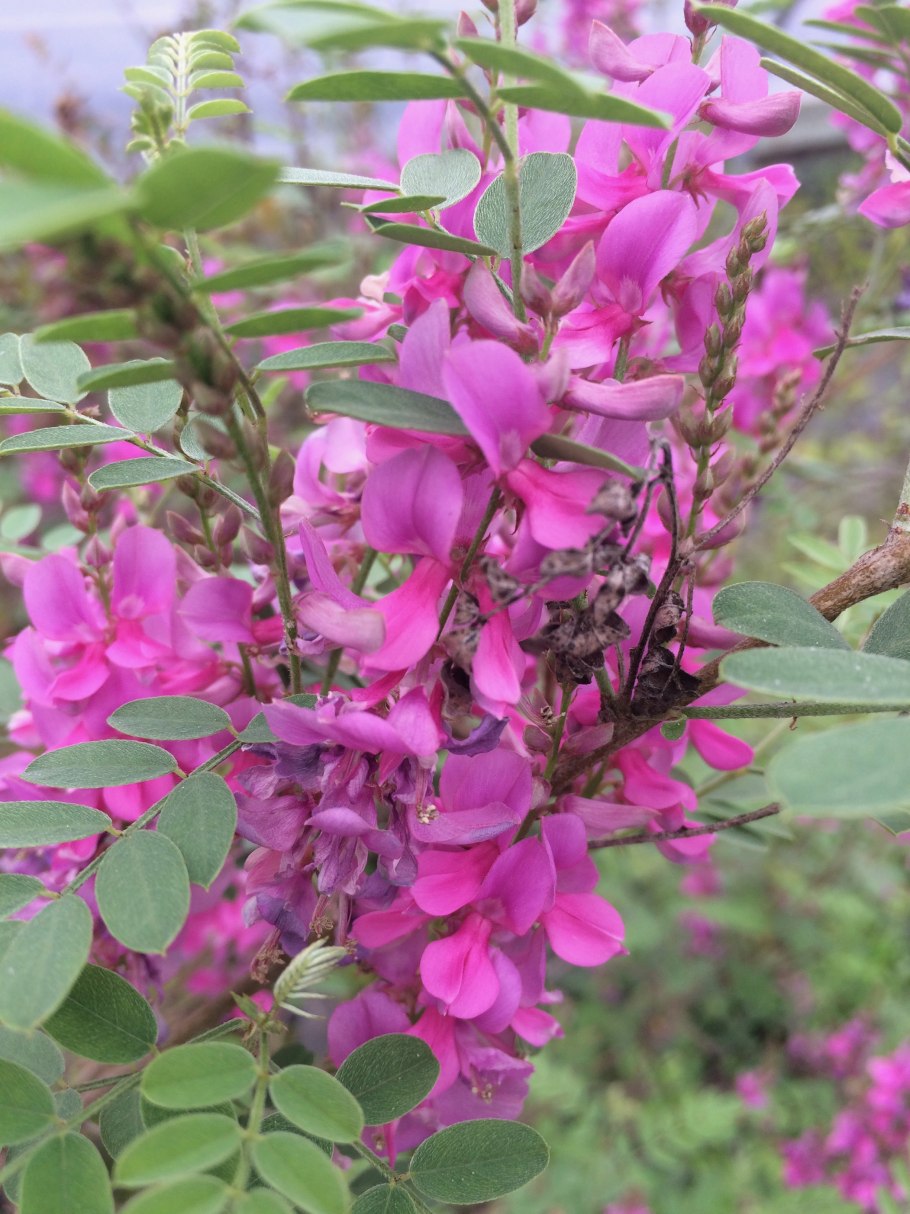 Indigofera tinctoria